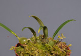Sunipia andersonii