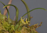 Sunipia andersonii. Closer