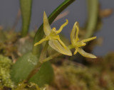 Sunipia andersonii. Close-up.
