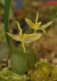 Sunipia andersonii. Close-up.