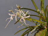 Neofinetia falcata. Shunkyuuden.