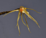 Thrixspermum centipeda. Closer side