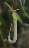 Nepenthes albomarginata green.
