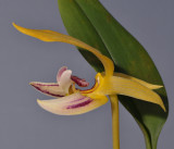 Bulbophyllum dearei. Close-up side.