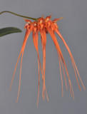 Bulbophyllum pecten-veneris. Orange.