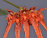 Bulbophyllum pecten-veneris. Orange. Close-up.