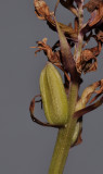 Dactylorhiza praetermissa. Fruit.jpg