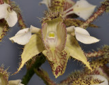 Dendrobium finisterrae. Close-up.