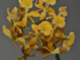 Epidendrum anceps. Closer.