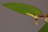Bulbophyllum nocturnum. Closer.