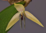 Bulbophyllum nocturnum. Close-up.