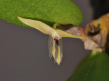 Bulbophyllum nocturnum. Close-up side.