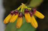 Bulbophyllum retusiusculum. Close-up.