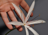 Crinum sp. PNG with hand