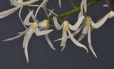 Dendrobium linguiforme. Closer.