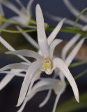 Dendrobium linguiforme. Close-up.