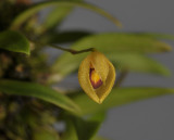 Bulbophyllum amauroloma. Closer.
