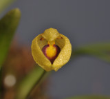 Bulbophyllum amauroloma. Close-up.