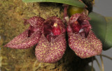 Bulbophyllum frostii. Closer.