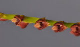 Bulbophyllum oreonastes. Close-up.