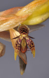 Bulbophyllum schinzianum. Closer.