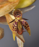 Bulbophyllum schinzianum. Close-up.