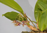 Bulbophyllum wakoi