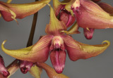 Bulbophyllum wakoi. Close-up.