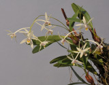 Dendrobium cymbidioides
