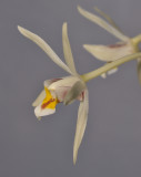 Dendrobium cymbidioides. Close-up side.jpg