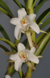 Eria elisheae. Closer.