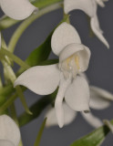 Habenaria leonensis. Close-up.