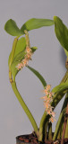 Pholidota articulata