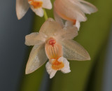 Pholidota articulata. Close-up.