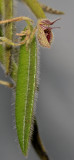 Dresslerella pilosissima. Closer.
