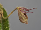 Dresslerella pilosissima. Close-up side.