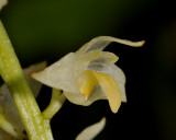 Bulbophyllum sp. Close-up side.