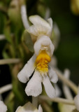 Calanthe lambii. Close-up.