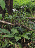 Calanthe triplicata