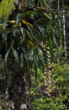 Coelogyne venusta
