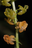 Crepidium kinabaluense. Close-up.