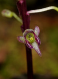 Crepidium maculatum. Close-up.