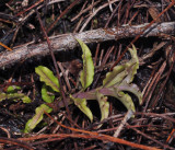 Crepidium sp. Purple leaf.