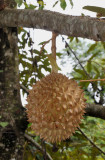 Durio sp.