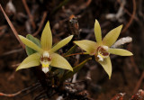 Dendrobium kinabaluense