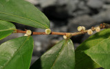 Ficus sp.