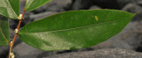Ficus sp. Leaf.
