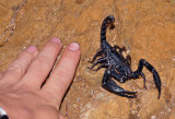 Large scorpion.