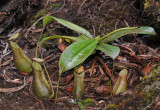 Nepenthes macrovulgaris. Young plant.
