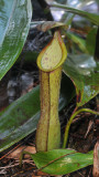 Nepenthes macrovulgaris. Upper pitcher.